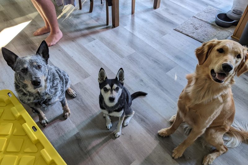 Evymarie Prado Sanchez Three dogs sitting for a treat.