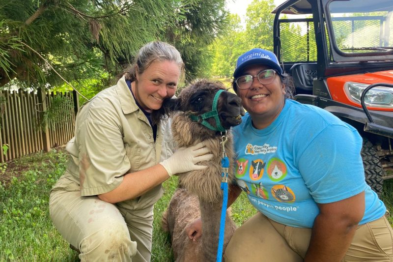 (From left) Melinda McCall and Carla Gutierrez posing for a picture with a llama.