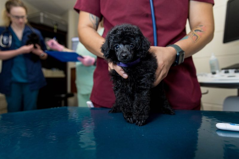 Toy Poodle puppies during a checkup, shots and micro-chipping at the Veterinary Teaching Hospital. 