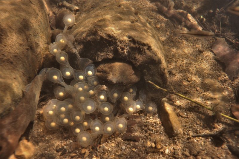 A male hellbender salamander guarding the entrance to natural nest under boulder. Photo by Jordy Groffen.
