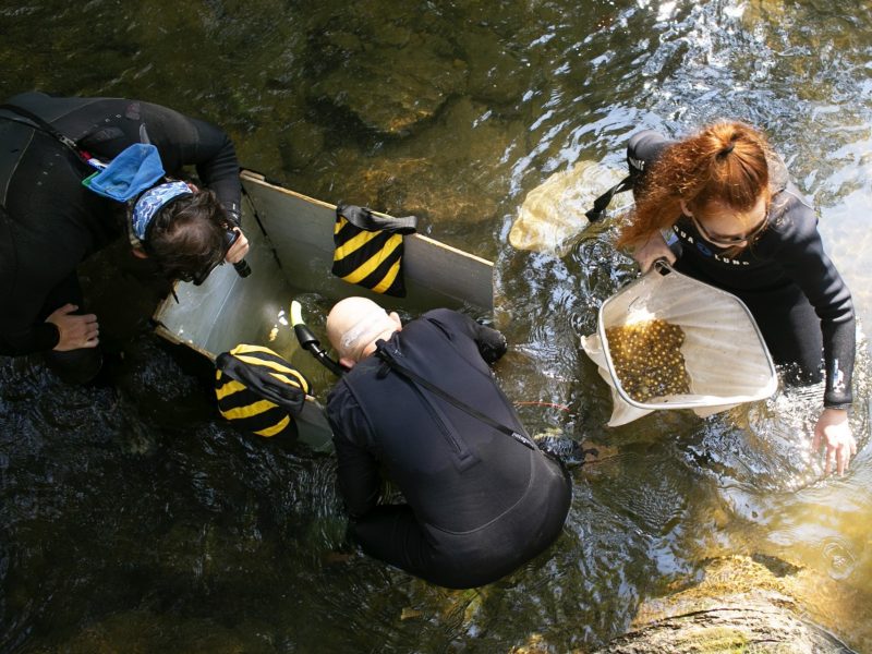 Fish and Wildlife Conservation Professor Bill Hopkins and his team remove hellbender salamander eggs from the nest. Photo by Lara Hopkins.