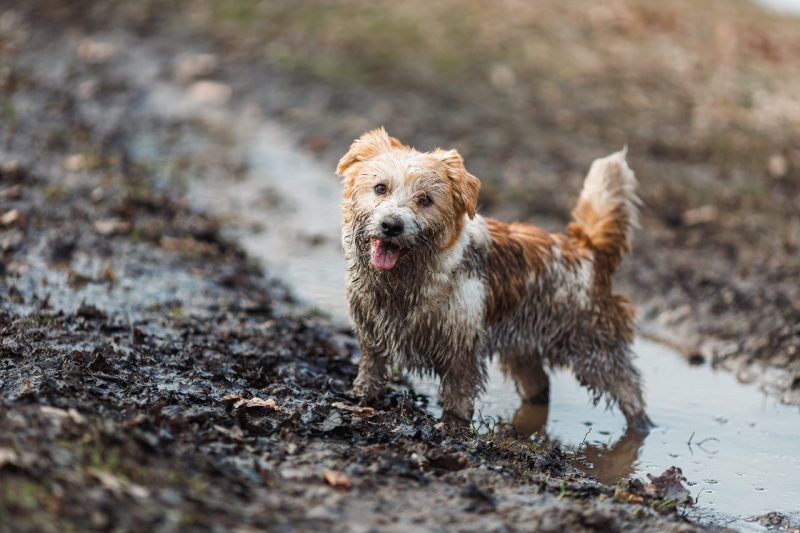 Lepto 1 Dog in a puddle. A dirty Jack Russell Terrier puppy stands in the mud on the road. Wet ground after spring rain