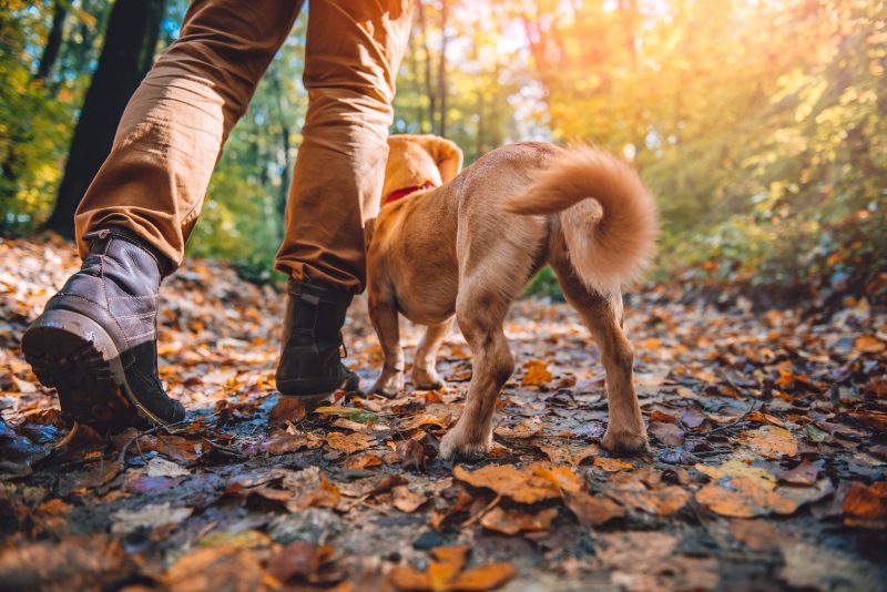 dog and person on path in fall