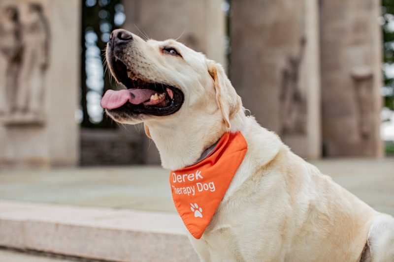 Derek, a golden retriever, sits in front of the Pylons looking to the left, his mouth open wide in a smile. He wears an orange bandana with the text "Derek" and "Therapy Dog" on it as well as the image of a pawprint.