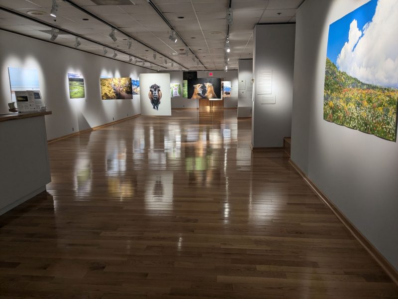 A dimly-list art gallery with several pictures of animals and landscapes in nature hanging both on the walls and from the ceiling on metal wires. Spotlights are centered on each picture to make them stand out against the darker lighting of the room. A polished wooden floor shows off very clear reflections of each image.