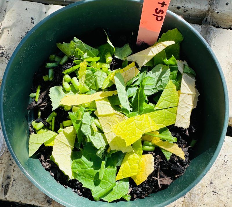 Pieces of chopped mustard plant in green pot.