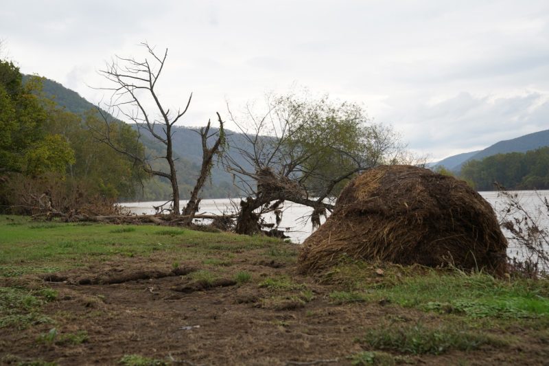 Uprooted trees next to a river