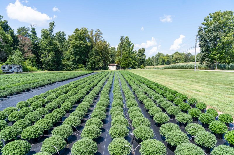 Long rows of green, busy plants sit on a sheet of agricultural fabric in a grassy field surrounded by trees.