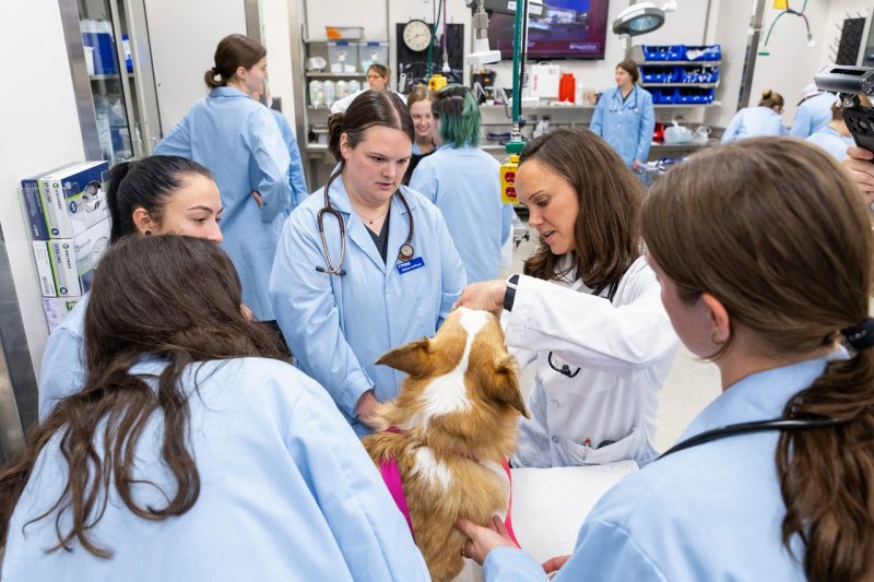 Animal Instructors Program First year students participated in a restraint lab with community owned pet volunteers. They learned different restraint techniques and medication administration.