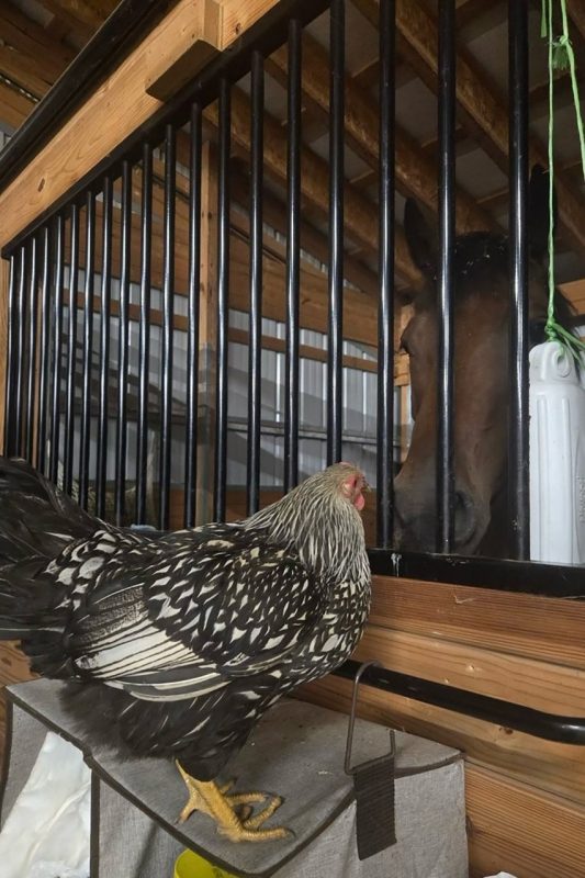 Patrick 4 Patrick and his emotional support chicken in the stables.