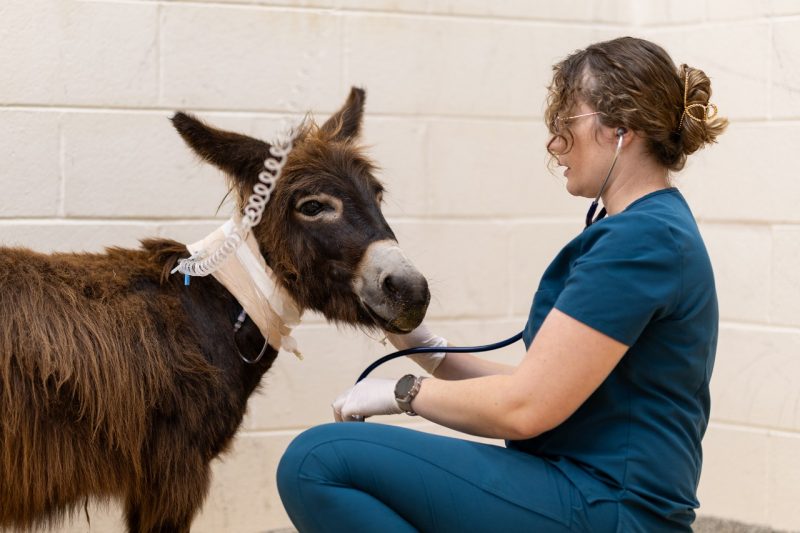 Bug 1 (From left) Bug a 2 year old miniature donkey and resident Emilee Lacey at the Veterinary Teaching Hospital.