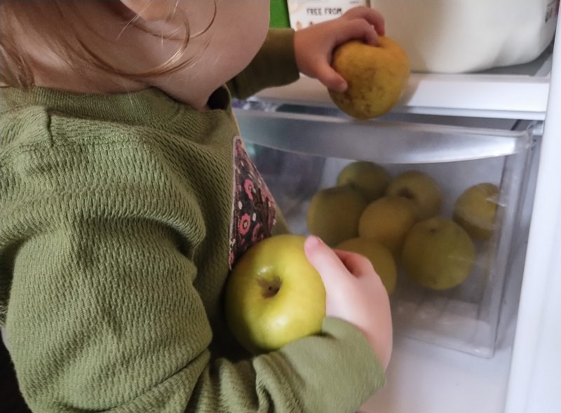 Child holding yellow apples attempts to insert them into a fridge drawer.