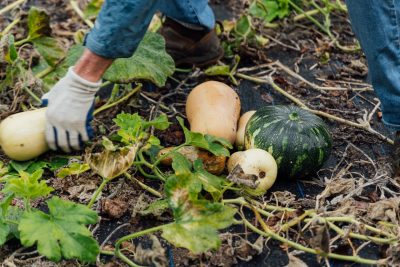 Close-up of a volunteer grabbing and piling up freshly harvested squash and gourds, including butternut squash and green-striped varieties, lying on the ground among dried vines. The volunteer is wearing gardening gloves, the squash is wet with rain.