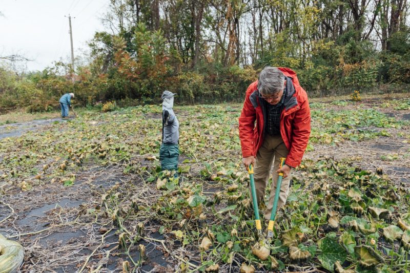 John Galbraith, wearing a red rain jacket, bends over with a tool in a garden, cutting a squash from the vine. The field is surrounded by trees with autumn foliage, it is cold and raining,, and another volunteer works in the background. A scarecrow stands in the middle of the field.