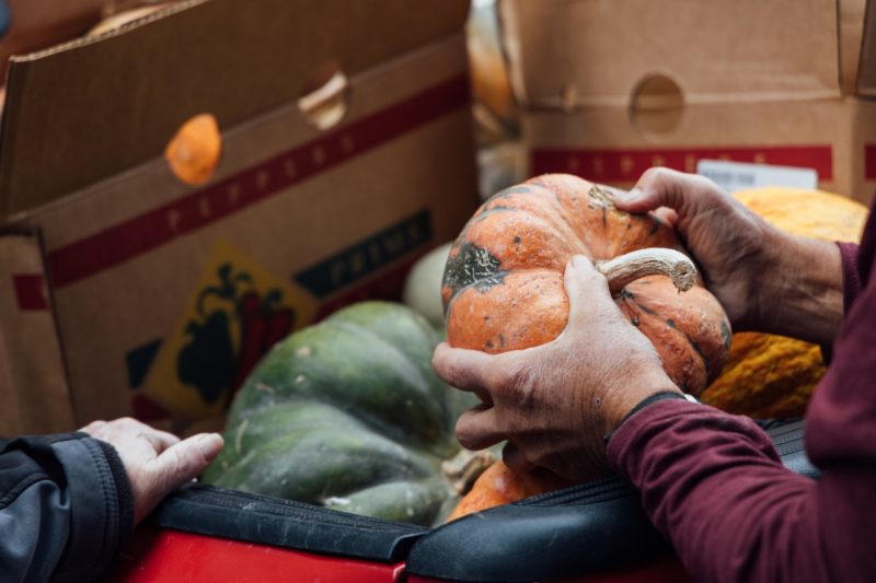 A close up of John Galbraith's hands as he holds a bumpy orange pumpkin, checking it for soft spots. Other green and orange squashes in the background sit inside cardboard boxes in the back of a pickup truck.