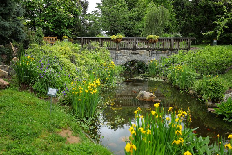 Yellow flowers are in bloom along a peaceful creek in Hahn Garden. A stone bridge crosses the creek, hugged by flourishing greenery on both sides.