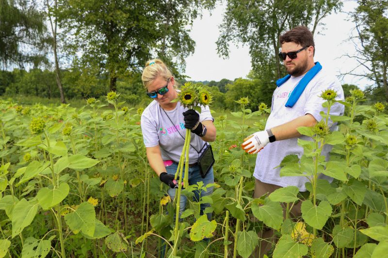 teachers in sunflower field