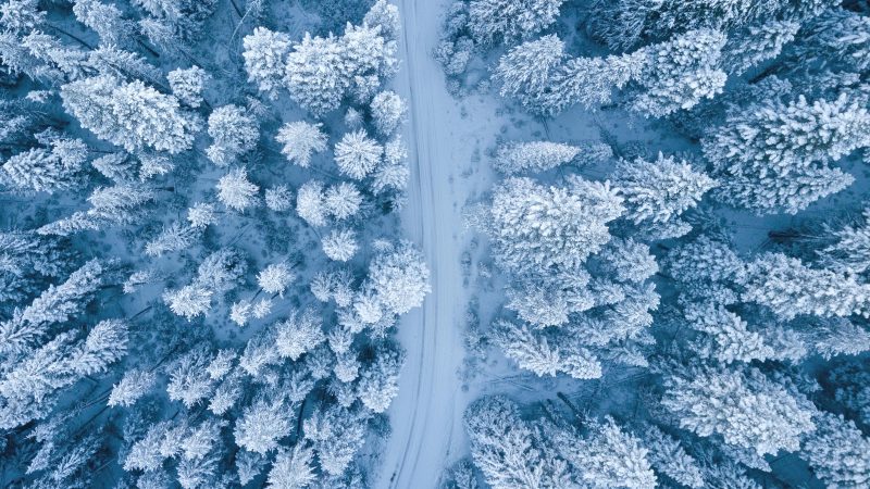 Aerial view of snow-covered coniferous trees. Image courtesy Pexels.