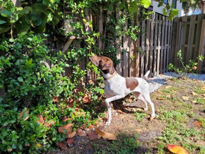 Carmen McBride's dog, Merle A German Shorthaired Pointer at attention looking at a bush outside