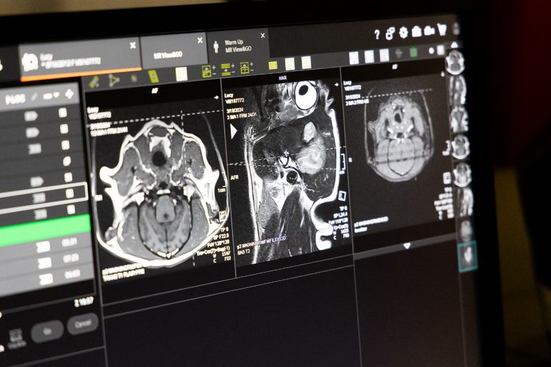 MRI MRI from the Veterinary Teaching Hospital histotripsy clinical trial.