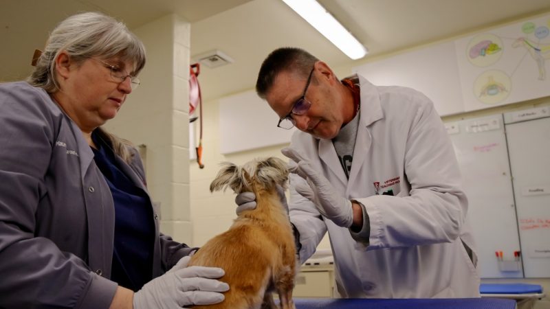 Rossmeisel and Maureen Sroufe John Rossmeisl Jr. (at right) and Maureen Sroufe (at left) examining a dog in the Neurology suite at the Veterinary Teaching Hospital