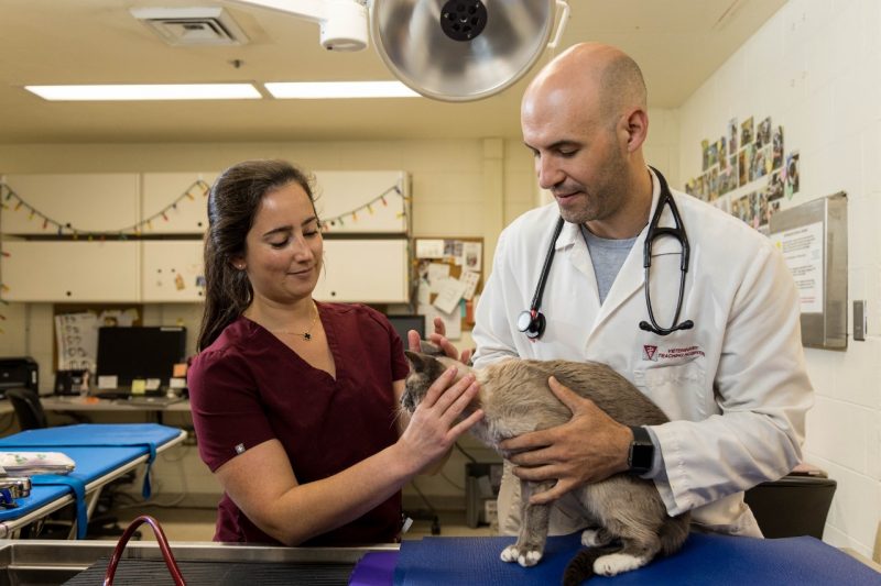 Richard Shinn with Cat Richard Shinn (at right) and Christina Vezza (at left) doing an examination on a cat in the Neurology wing at the Veterinary Teaching Hospital