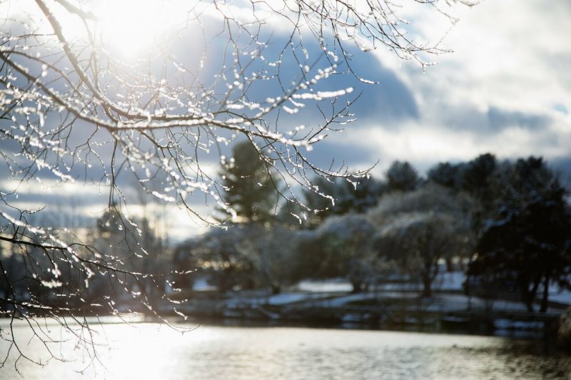 ice on a tree branch