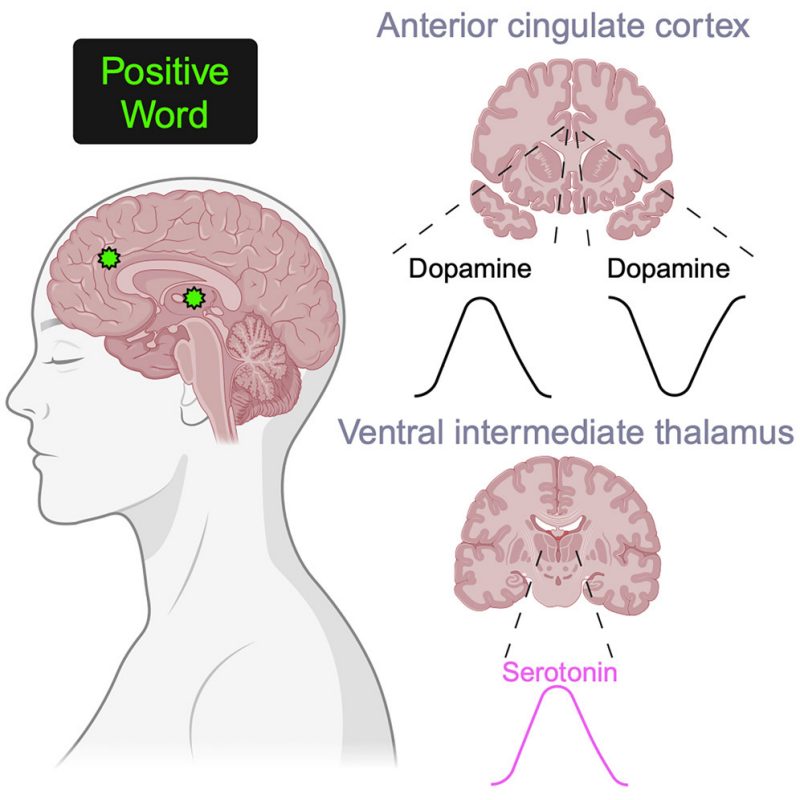 Graphic depicting that emotional words evoke region- and valence-specific patterns of concurrent neuromodulator release in the human thalamus and cortex.