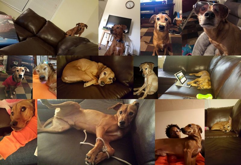 Nikalai Juniper Bryant Photo collage of Nikalai Juniper Bryant. A brownish red, mixed breed dog.