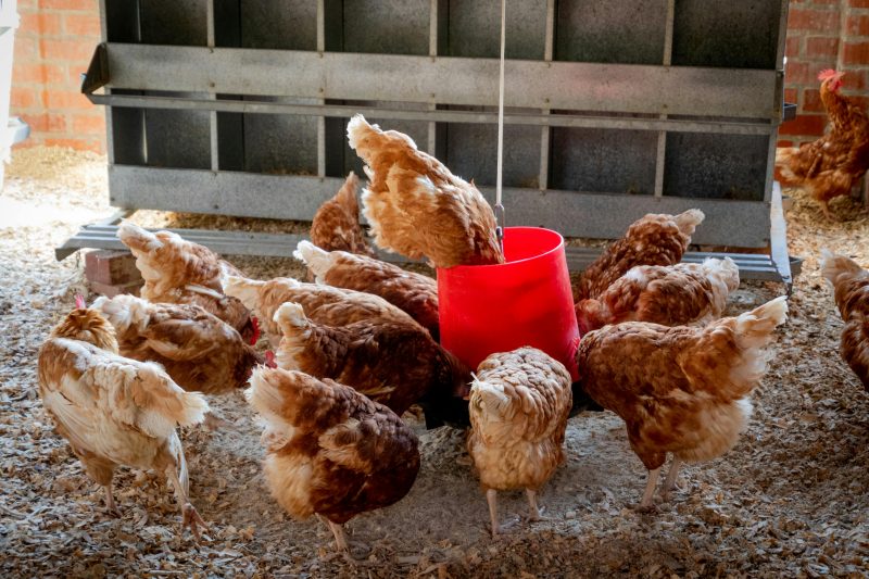 Chickens eating inside a barn.