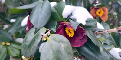 Camellia sasanqua 'Yuletide' bloom in winter with snow