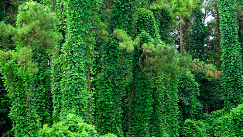 Kudzu (Pueraria montana) is a climbing vine that's invasive in the United States and other parts of the world. It's known for its rapid growth and ability to smother other plants.