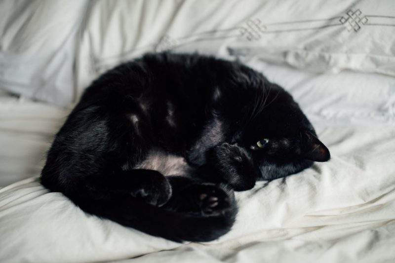 Pet Language A black cat (at center) laying on its back on a white bed with its belly exposed.