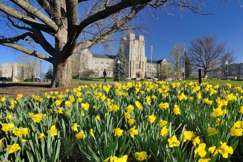 A field of daffodils in front of Burruss Hall.