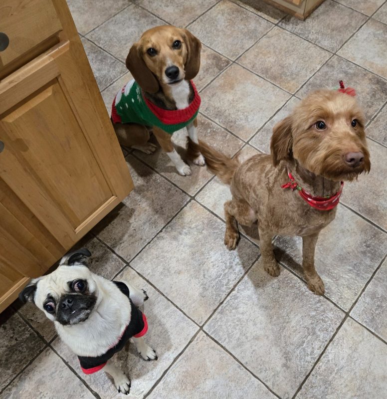 McFaddin Spotlight Three dogs sitting in a kitchen.