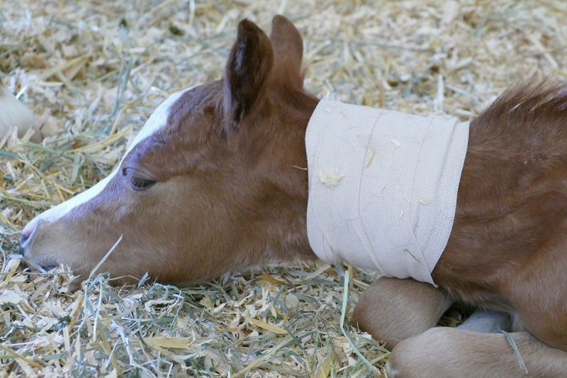 Foal under care at the EMC Foal laying down in hay.
