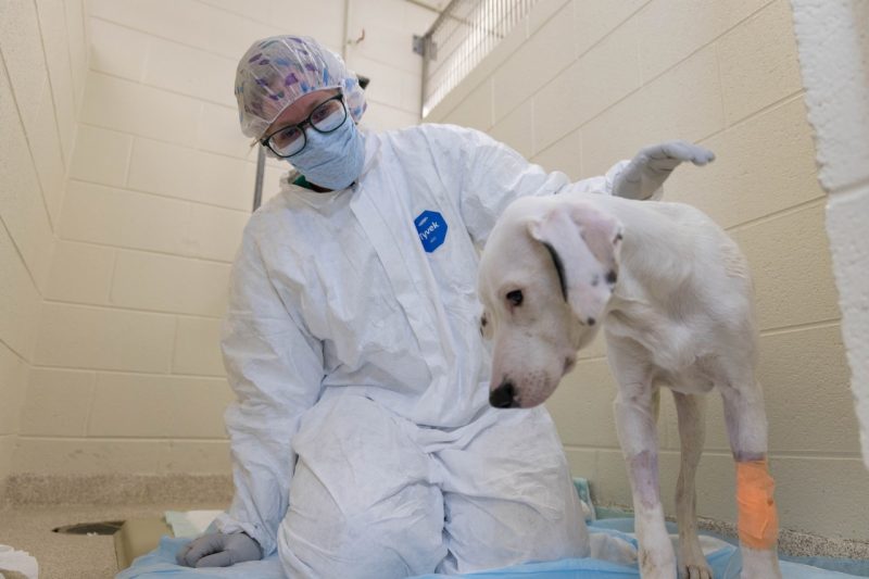 Parvo Puppy Maybelline Bobbi Conner (at center) in personal protective equipment treating Maybelline (at right), a puppy with Parvovirus that was brought to the Veterinary Teaching Hospital for treatment