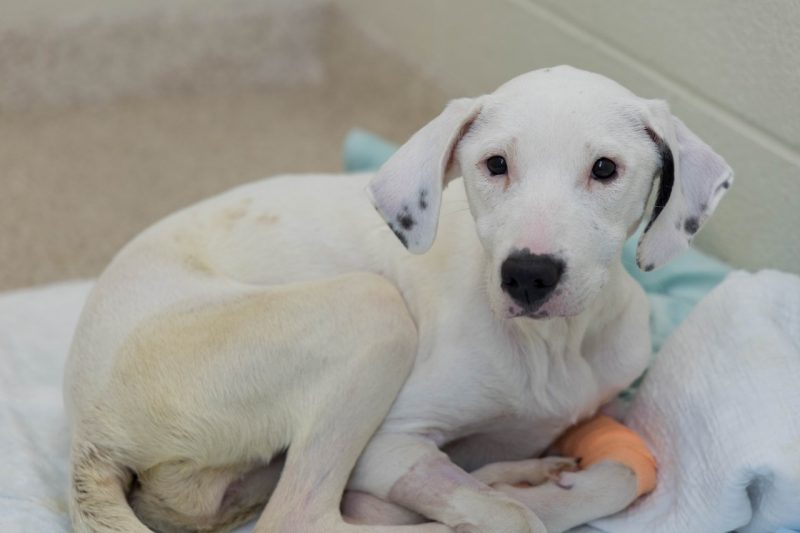 Parvo Puppy Maybelline Maybelline, a white pup with black spots receiving treatment in the Veterinary Teaching Hospital