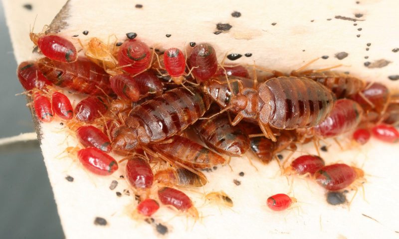 トコジラミに見られる新たな殺虫剤耐性遺伝子変異(Researchers find first evidence of potential bed bug insecticide resistance in gene mutation) トコジラミに見られる新たな殺虫剤耐性遺伝子変異(Researchers find first evidence of potential bed bug insecticide resistance in gene mutation)