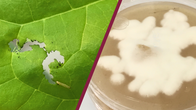 On the left, early corn earworm (Helicoverpa zea) damage is evident on the leaf of a cotton plant. On the right, a sample of B. Bassiana, a parasitic fungus that attacks insects, is prepared for study. Photos by Hadi Farrokhzadeh.