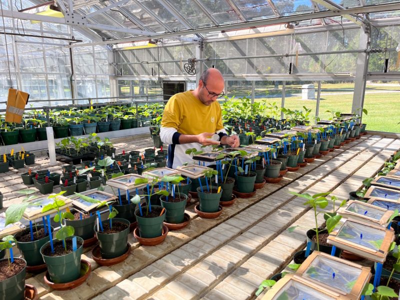Hadi Farrokhzadeh inspects cotton plants in a greenhouse at the Southern Piedmont Agricultural Research and Extension Center. Photo by Shirin Parizad.