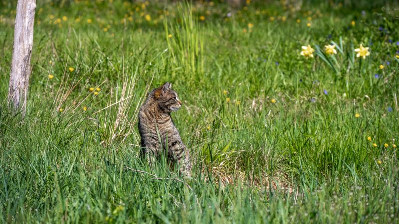 A tabby cat standing in a field of grass and flowers.