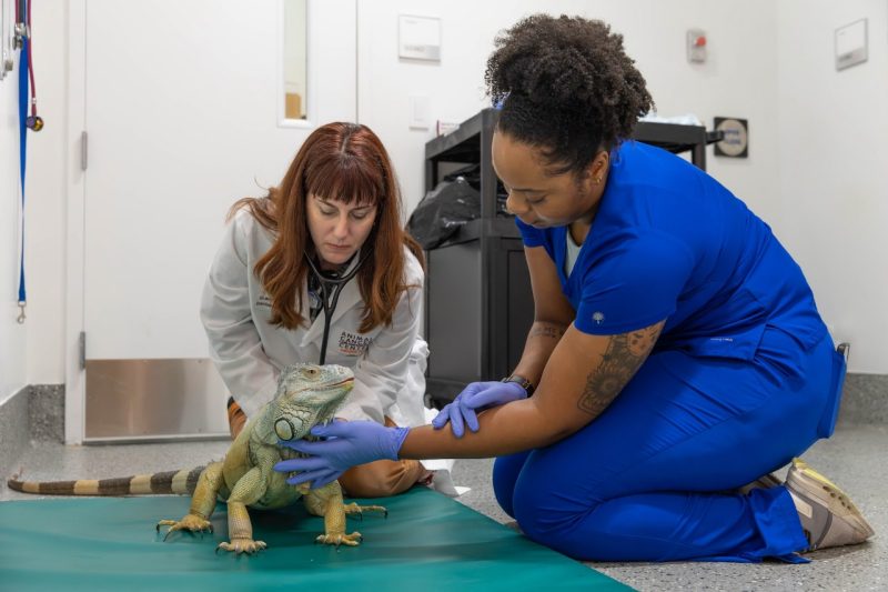 Echo the Iguana Dr. Ilektra Athanasiadi (at left) and Jada Tolliver (at right) doing a physical exam on Echo the Iguana (at center)