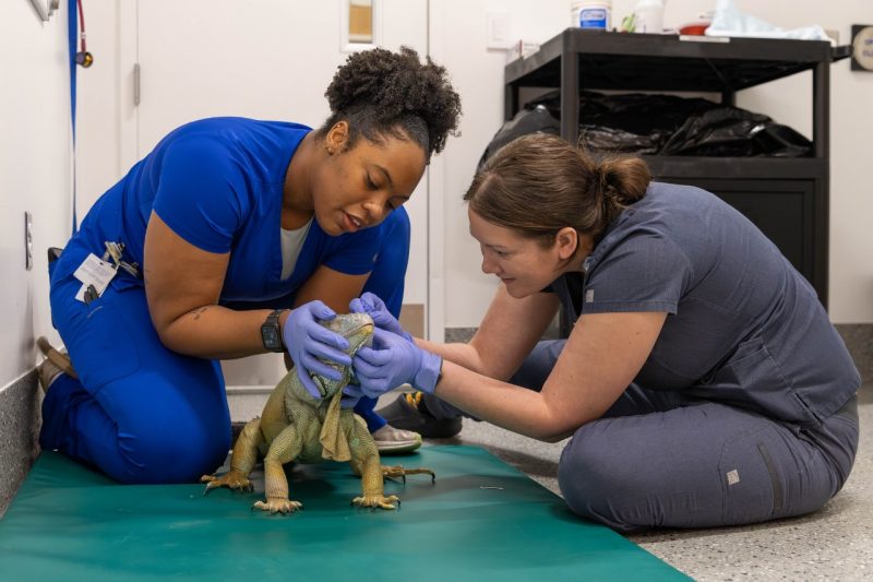Echo the Iguana Two vet technicians (at left and right) doing a physical exam on Echo the iguana (at center) in an exam room