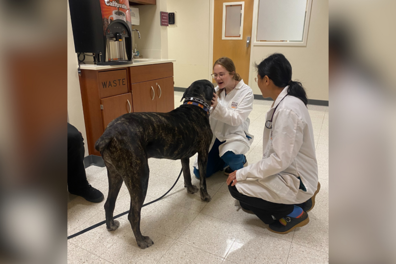 Frida Frida the Cane Corso (at left) with Eli Vickers (at center) and Dr. Joanne Tuohy (at right) in the Veterinary Teaching Hospital