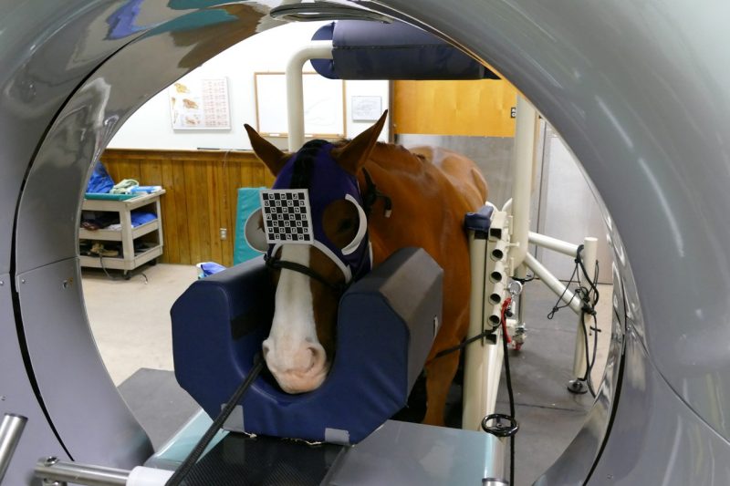Head CT at the EMC Equine client during a head CT at the EMC. Photo by Sharon Peart for Virginia Tech.