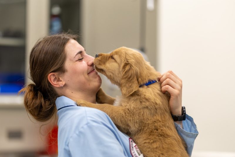 Puppypalooza A student (at left) holding a golden retriever puppy, the puppy is kissing their nose