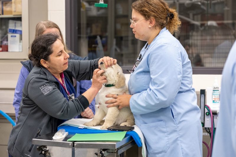 Puppypalooza Dr Orsolya Balogh (at left) doing a physical exam on a golden retriever puppy with a student (at right)