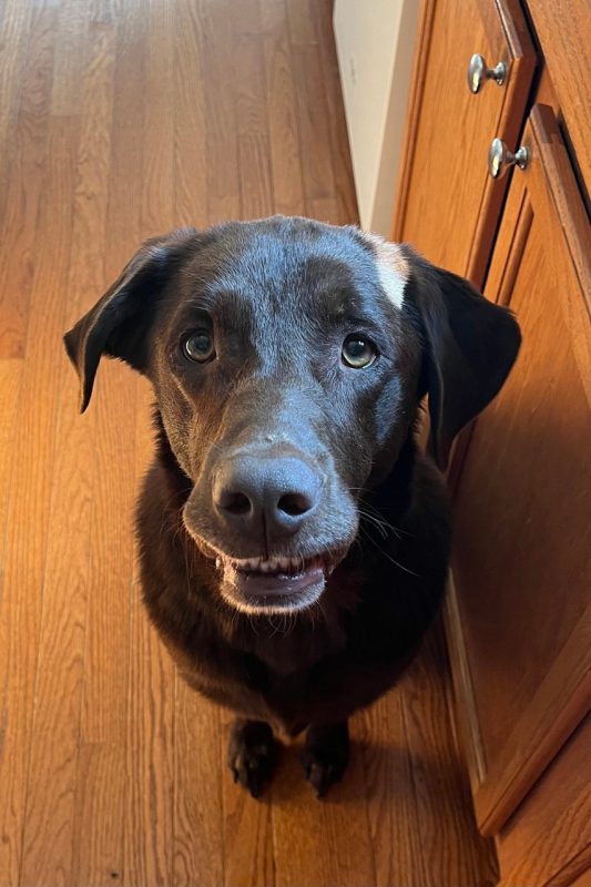 Regan Hodgson Bear, a chocolate lab, sitting on the floor