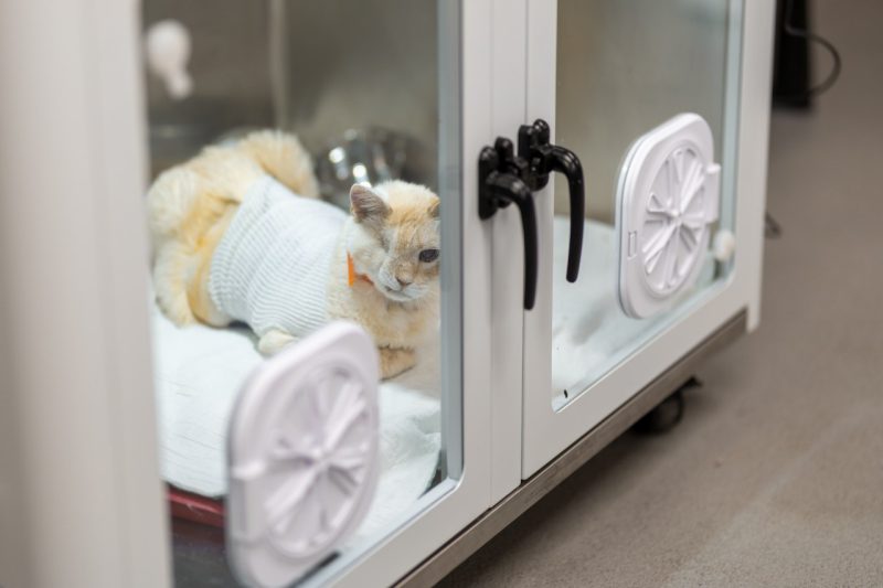 ICU Oxygen Units Satchmo, an orange cat wrapped in bandages, sitting in an oxygen unit used in the ICU at the Veterinary Teaching Hospital